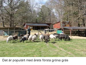 Gront gras.jpg